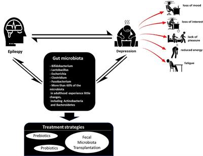 The Gut-Brain-Axis on the Manifestation of Depressive Symptoms in Epilepsy: An Evidence-Driven Hypothesis